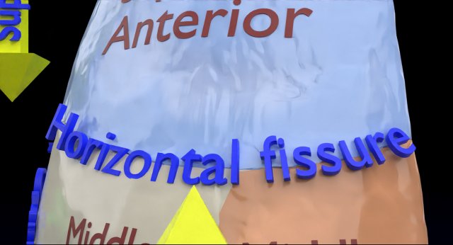 3D Lung Pulmonary segment anatomy model 3D Model .c4d .max .obj .3ds .fbx .stl .blend 