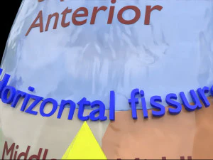 Modello anatomico 3D del segmento polmonare polmonare Modello 3D