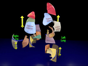 3D Lung Pulmonary segment anatomy model 3D Model