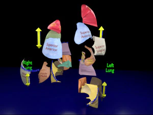3D Lung Pulmonary segment anatomy model 3D Model