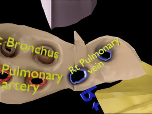 3D Lung Pulmonary segment anatomy model 3D Model
