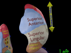 3D Lung Pulmonary segment anatomy model 3D Model