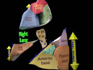 3D Lung Pulmonary segment anatomy model 3D Model