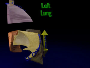 3D Lung Pulmonary segment anatomy model 3D Model