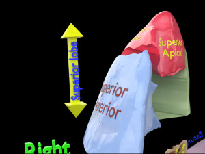 3D Lung Pulmonary segment anatomy model 3D Model