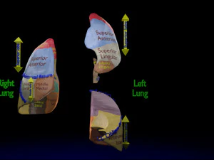 3D Lung Pulmonary segment anatomy model 3D Model