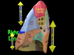 3D Lung Pulmonary segment anatomy model 3D Model