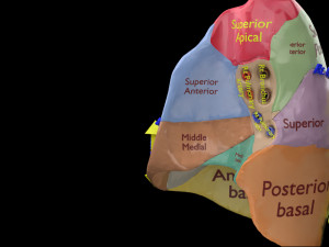 3D Lung Pulmonary segment anatomy model 3D Model