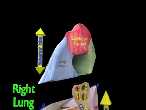 3D Lung Pulmonary segment anatomy model 3D Model