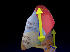 3D Lung Pulmonary segment anatomy model 3D Model