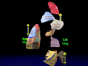3D Lung Pulmonary segment anatomy model 3D Model