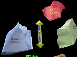 3D Lung Pulmonary segment anatomy model 3D Model