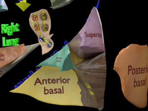 3D Lung Pulmonary segment anatomy model 3D Model