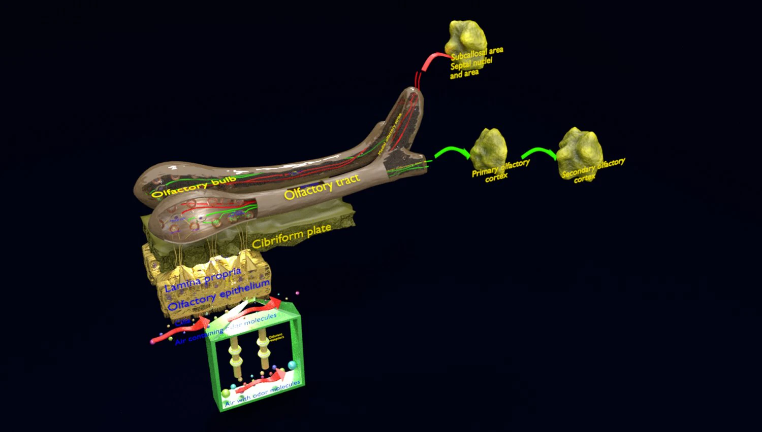 Olfactory system smell odour detail labelled 3D Model .c4d .max .obj .3ds .fbx .stl .blend 