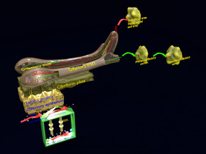 Olfactory system smell odour detail labelled 3D Model
