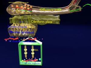 Olfactory system smell odour detail labelled 3D Model