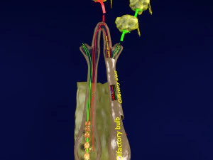 Olfactory system smell odour detail labelled 3D Model