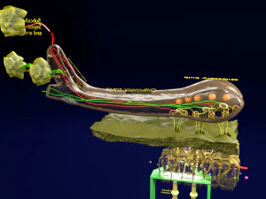 Olfactory system smell odour detail labelled 3D Model