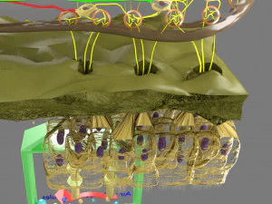 Olfactory system smell odour detail labelled 3D Model