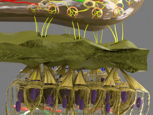 Olfactory system smell odour detail labelled 3D Model