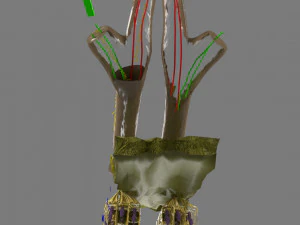 Olfactory system smell odour detail labelled 3D Model