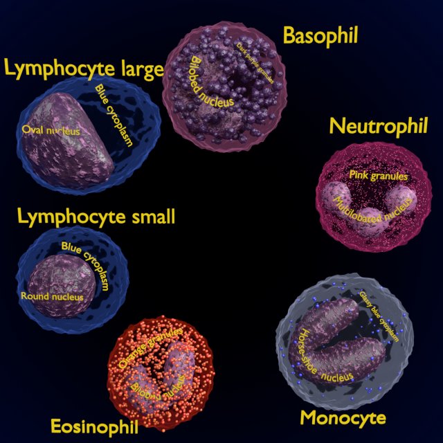 WHITE BLOOD CELLS LEUCOCYTES 3D 3D 모델 .c4d .max .obj .3ds .fbx .stl .blend 