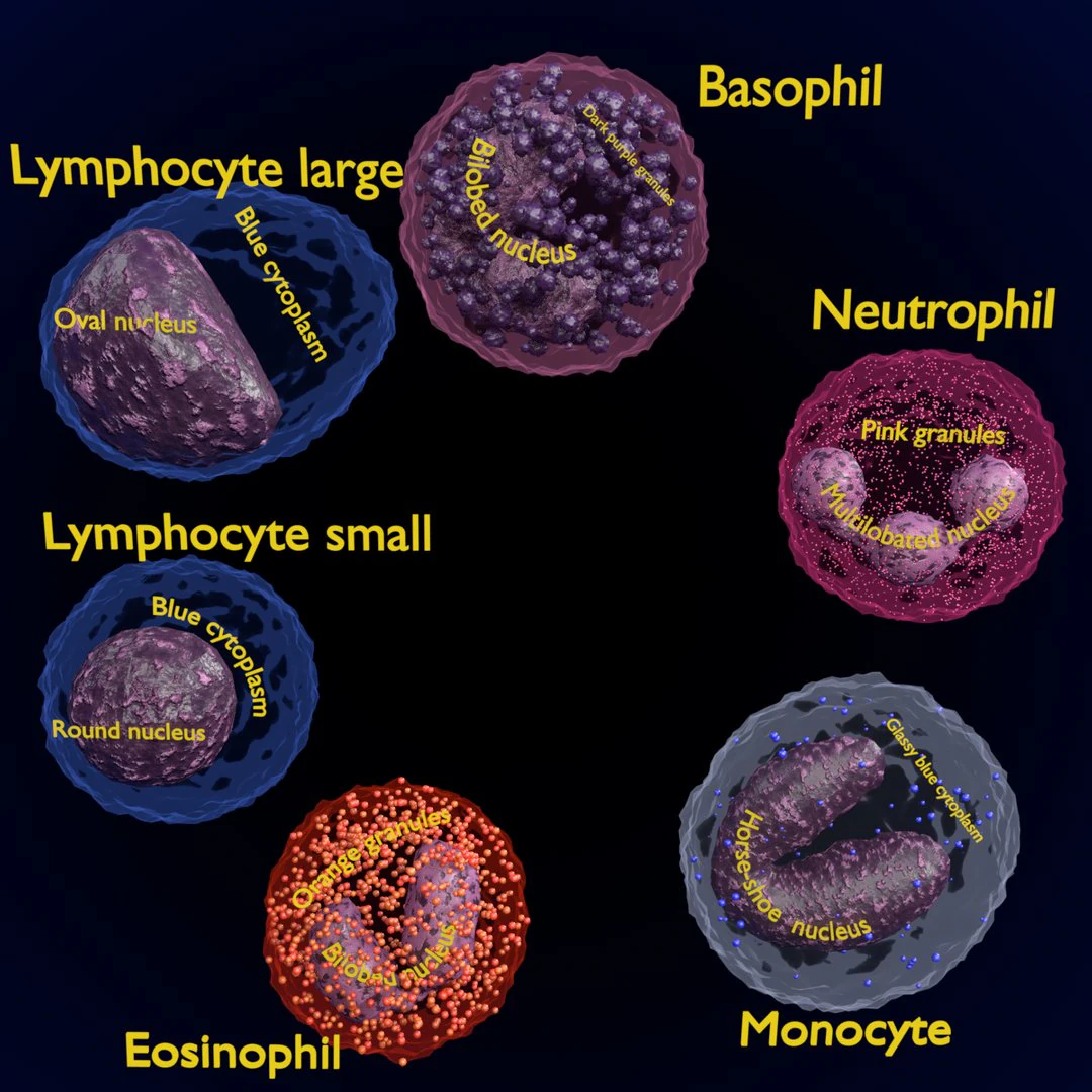 WHITE BLOOD CELLS LEUCOCYTES 3D 3D Model .c4d .max .obj .3ds .fbx .stl .blend 