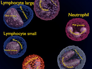 WHITE BLOOD CELLS LEUCOCYTES 3D 3D Модель