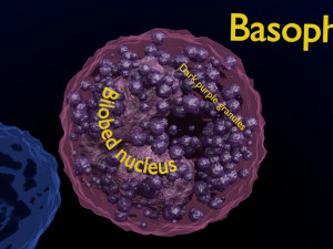 WHITE BLOOD CELLS LEUCOCYTES 3D 3D 모델