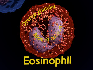 WHITE BLOOD CELLS LEUCOCYTES 3D 3D 모델