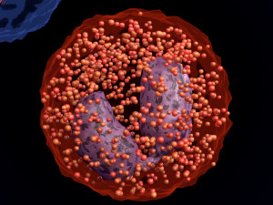 WHITE BLOOD CELLS LEUCOCYTES 3D 3D 모델