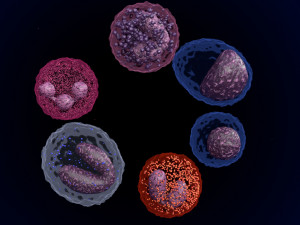 WHITE BLOOD CELLS LEUCOCYTES 3D 3D 모델