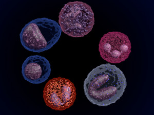 WHITE BLOOD CELLS LEUCOCYTES 3D 3D 모델