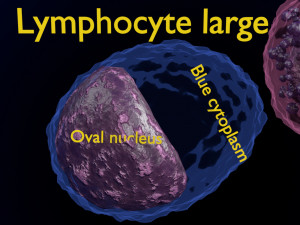 WHITE BLOOD CELLS LEUCOCYTES 3D 3D 모델