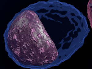 WHITE BLOOD CELLS LEUCOCYTES 3D 3D 모델