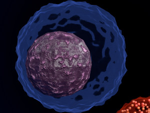 WHITE BLOOD CELLS LEUCOCYTES 3D 3D 모델