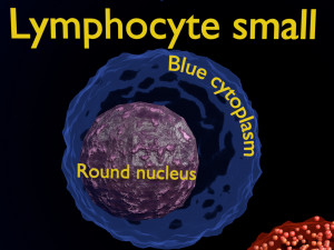 WHITE BLOOD CELLS LEUCOCYTES 3D 3D 모델