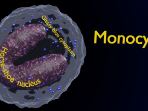 WHITE BLOOD CELLS LEUCOCYTES 3D 3D 모델