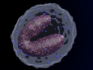 WHITE BLOOD CELLS LEUCOCYTES 3D 3D 모델