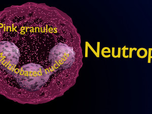 WHITE BLOOD CELLS LEUCOCYTES 3D 3D 모델
