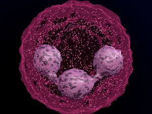 WHITE BLOOD CELLS LEUCOCYTES 3D 3D 모델