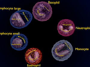 WHITE BLOOD CELLS LEUCOCYTES 3D 3D 모델