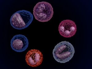 WHITE BLOOD CELLS LEUCOCYTES 3D 3D 모델