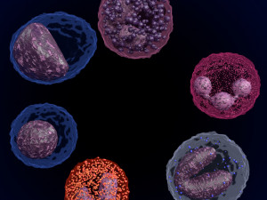WHITE BLOOD CELLS LEUCOCYTES 3D 3D 모델