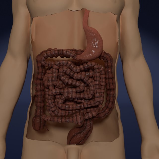 Intestine animated model 3D Model .c4d .max .obj .3ds .fbx .stl .blend 