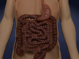 Intestine animated model Modèle 3D