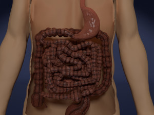 Intestine animated model 3D Model