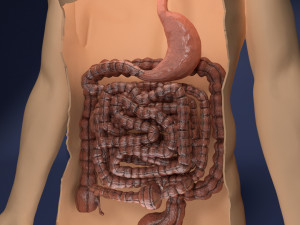 Intestine animated model 3D Model