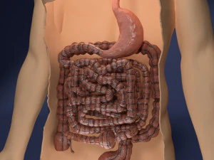 Intestine animated model 3D Model