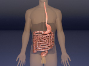 Intestine animated model 3D Model